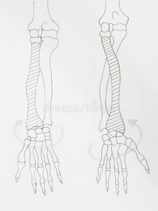 上肢骨手绘图片图片