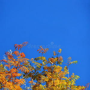 蓝天下的秋叶