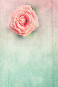粉红玫瑰的肮脏背景