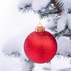 冷杉树枝上覆盖着雪的美丽的红色圣诞球