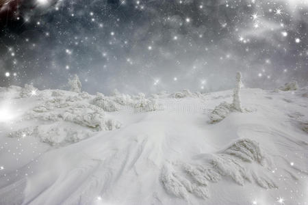 有星星和雪松的圣诞背景