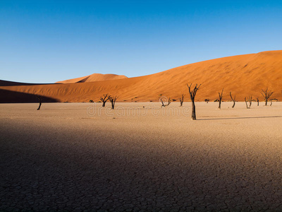 阴影 天空 纳米比亚 分支 干旱 沙漠 死亡 热的 轮廓