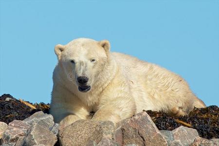 惊醒岩石上的北极熊