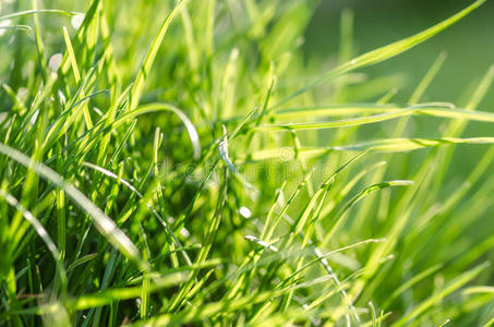 夏日阳光下的草
