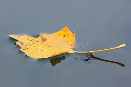 魟水魟浮叶照片