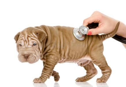兽医检查一只夏佩小狗的手。
