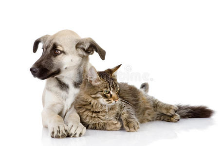 猫和狗躺在一起.照片