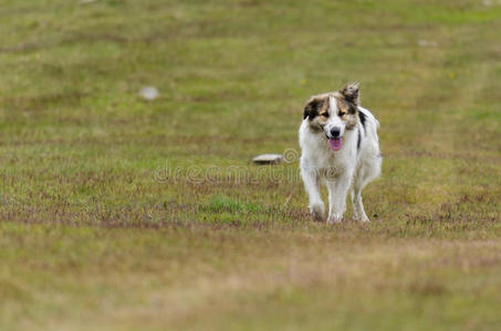 牧羊犬