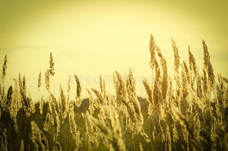 夏日夕阳下的草