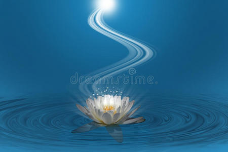 梦幻莲花螺旋光粉红莲花照片