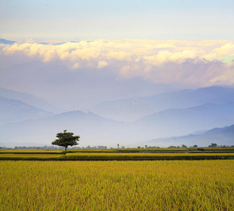 稻田