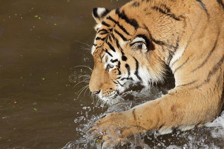 水中的西伯利亚虎