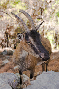希腊克里特岛撒玛利亚峡谷的野生克里克里山羊。