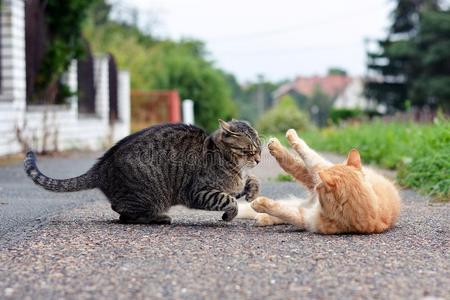 两只猫在玩游戏照片