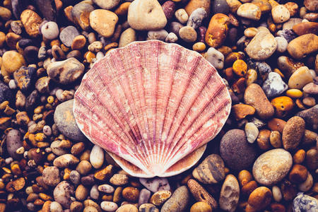 海滩上被鹅卵石包围的大贝壳图片