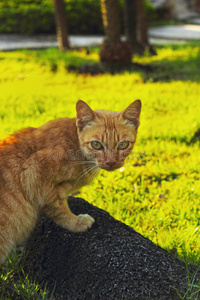 猫在花园里看石头。