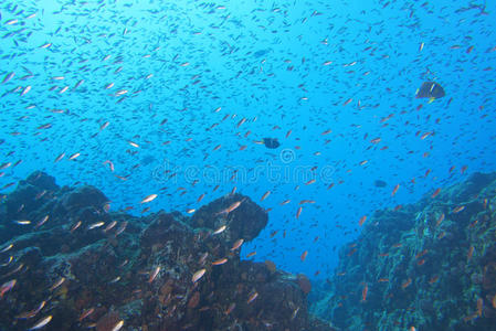 一群鱼在水下图片