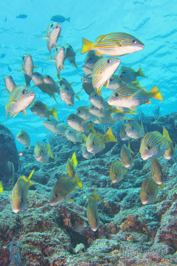 鱼为什么在水里游 答案百科在线