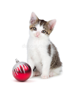 可爱的灰白色猫咪在圣诞装饰品旁边