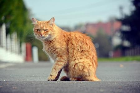 漂亮的猫在街上看