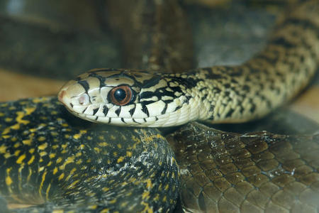 鼠王蛇图片