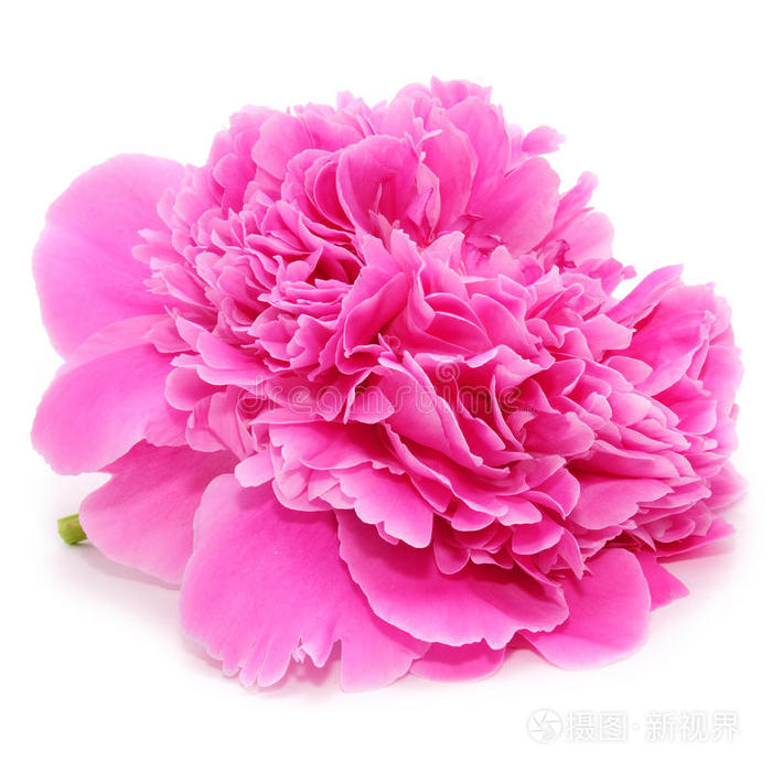 白色背景上孤立的粉红色牡丹花