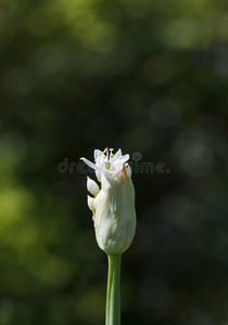 洋葱花蕾图片