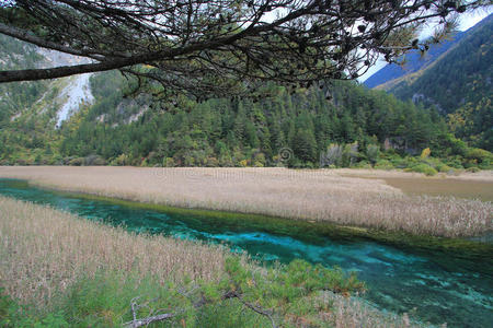 水,生态系统,资源,湖泊,水库,河岸,湿地,树木,河流,倒影,生物群落
