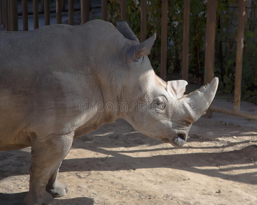 白犀牛或方唇犀牛ceratotherium simum