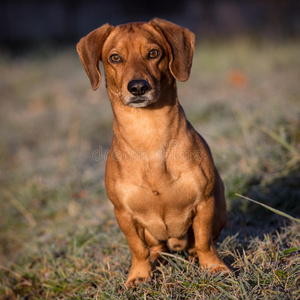 腊肠犬