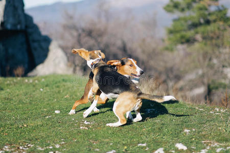 比格犬在玩