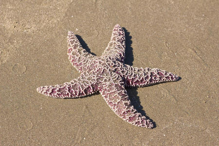 海滩上的太平洋海星1