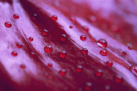 雨点落在一朵红花的花瓣上。