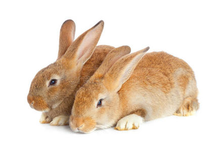 两只可爱的兔子坐着