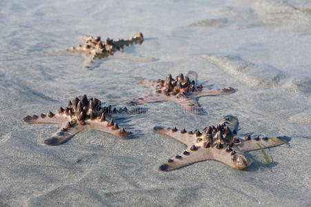 几只海星日出时躺在沙滩上图片