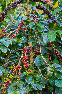 树上的咖啡籽