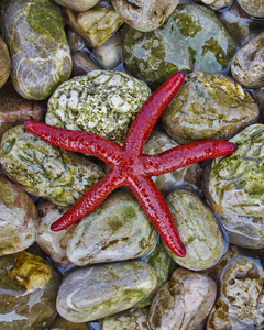 五彩缤纷的佩尔斯海滩上的红海之星