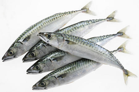 白色背景下分离的新鲜鲭鱼照片