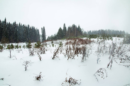 树木在冬天和雪