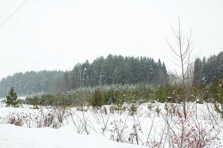 树木在冬天和雪