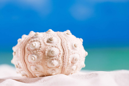 海胆壳在沙滩上