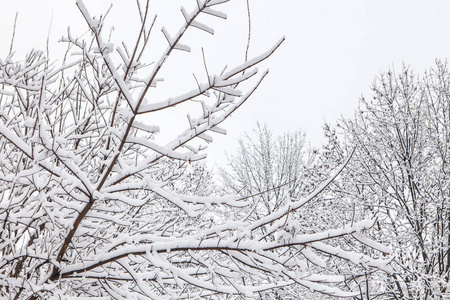 雪堆关闭后被雪覆盖的分支