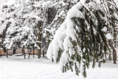 雪堆关闭后被雪覆盖的分支