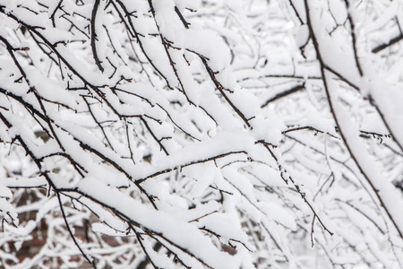 雪堆关闭后被雪覆盖的分支图片