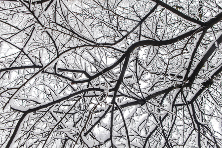 雪堆关闭后被雪覆盖的分支