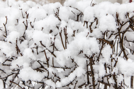 雪堆关闭后被雪覆盖的分支