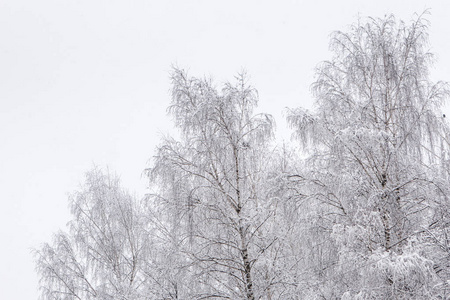 雪堆关闭后被雪覆盖的分支