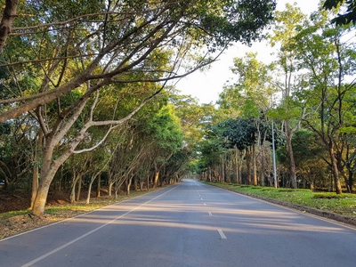 沥青路和公园里的一排树