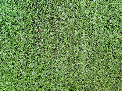 人工草地图片-人工草地素材-人工草地插画-摄图新视界