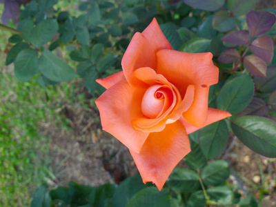 橙色玫瑰热带玫瑰花园